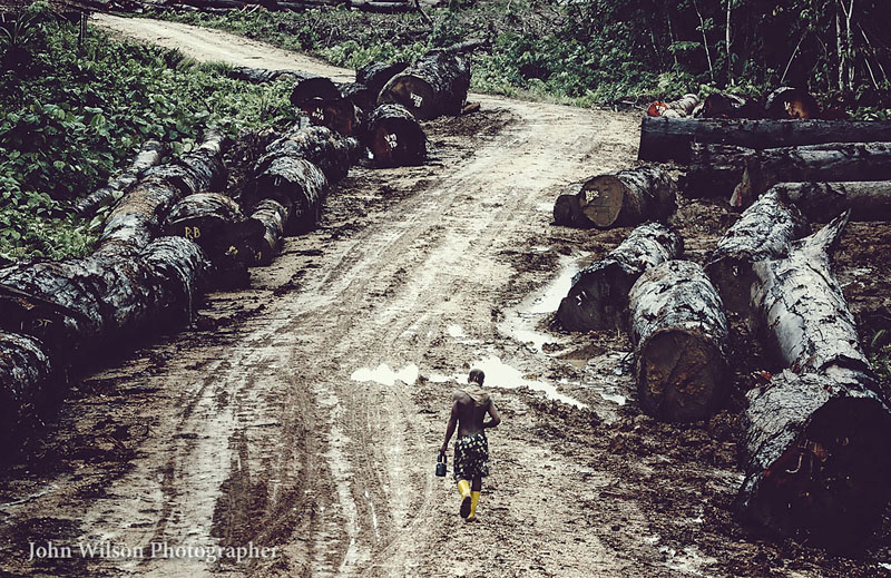 Logging Solomon Islands